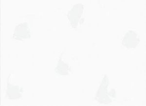մ