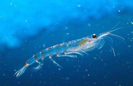 乳胶寝具爆款PAIGERLatex助力网易考拉推史上最“热”最“洋气”双11