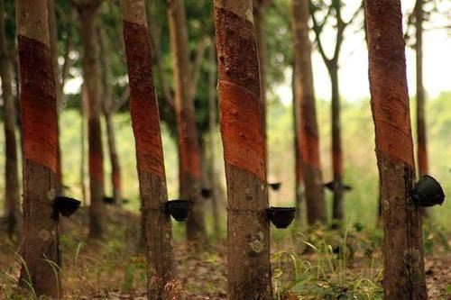 借力“一带一路”东风,泰国乳胶PAIGERLatex高端品质风靡国内