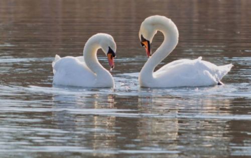 京城外有一个度假区——御湖温莎